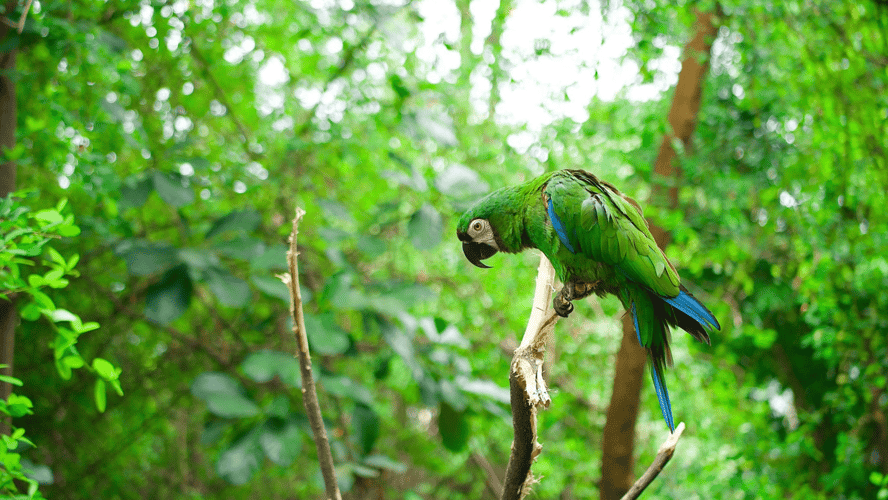 Amazonía Ecuador