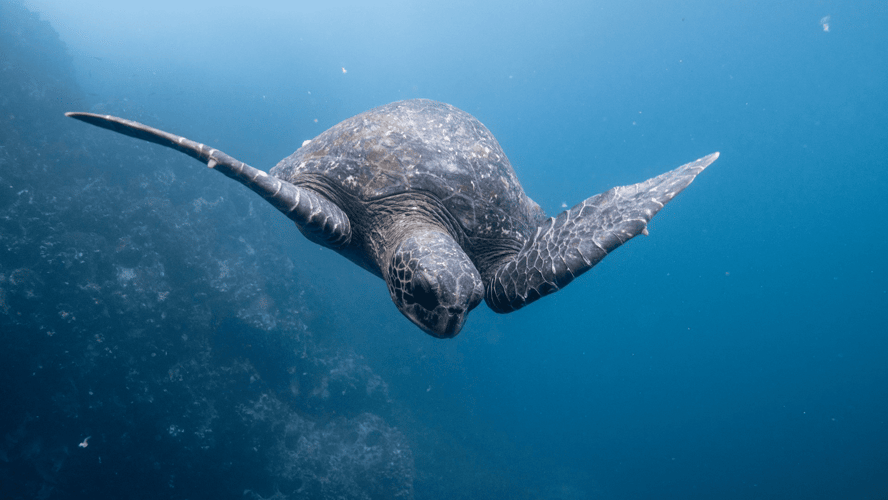 Galápagos