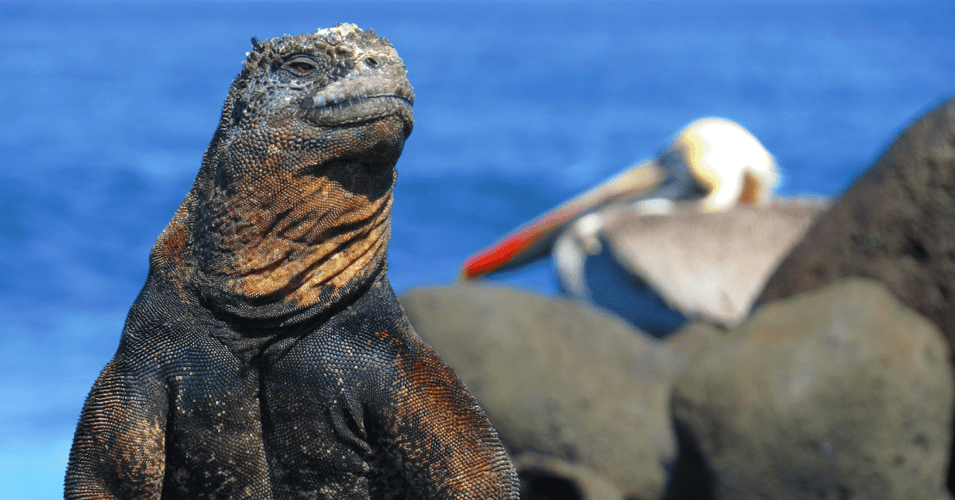 Descubriendo las Galápagos: Exploración de Nuevas Tierras